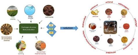  Protein Concentrates: Colossal Allies for Sustainable Animal Feed Production!