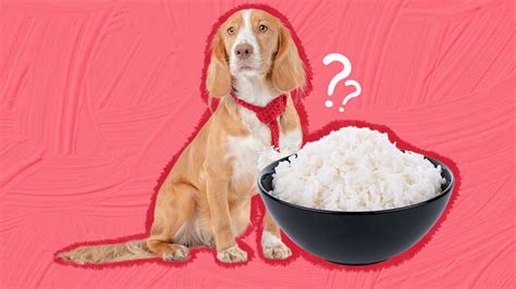 Can Dogs Eat Rice Paper? Exploring the Edible Mysteries of Canine Diets