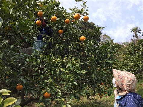 みかん カリウム - 果物と栄養素の意外な関係性を探る